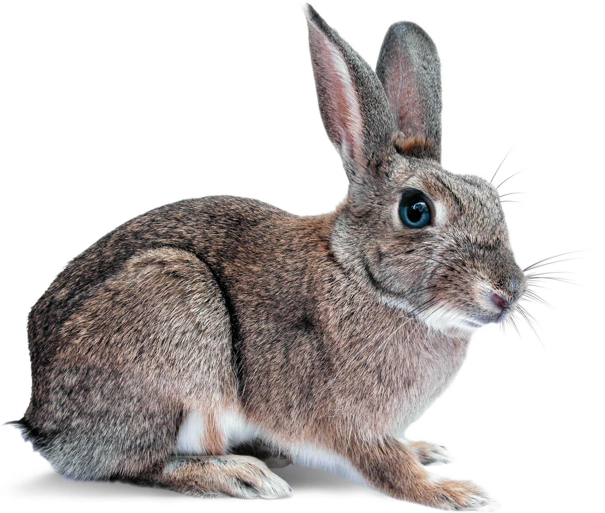 Satisfacción y vitalidad para conejos y roedores, totalmente natural