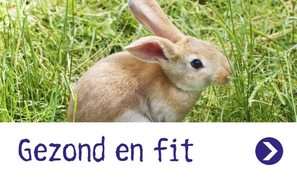 Gezond en fit